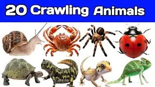 रेंगने वाले जानवरों के नाम | Crawling Animals Name for Kids | Learn 20 Crawling Animals in English