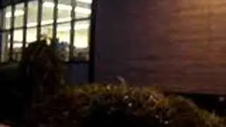 COCK SLANGAS
