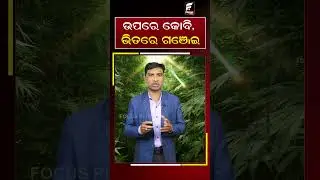 ଉପରେ କୋବି, ଭିତରେ ଗଞ୍ଜେଇ || REELS || DAILY ODISHA NEWS || FOCUS PLUS
