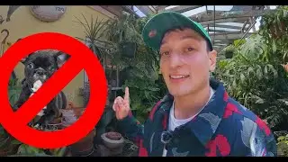 360&deg; Video: Plants Are the New Pets