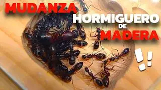 HORMIGUERO de Madera vs CAMPONOTUS?