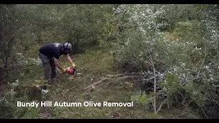 Bundy Hill Autumn Olive Removal