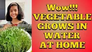 HYDROPONIC VEGETABLE FARMING/ HINDI/ DAY 5&6