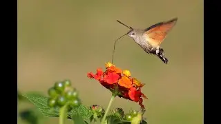 Sfinge del galio o sfinge colibr&igrave; (Macroglossum stellatarum) - Galio sphinx or hummingbird sphinx