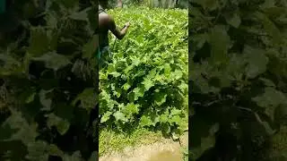 crashgold+sygold village mansahi