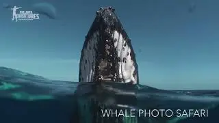 Whale Watching Tour in Puerto Vallarta | Vallarta Adventures&reg;