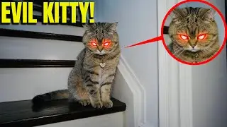 IF YOUR CAT IS POSSESSED, RUN! (EVIL KITTY)
