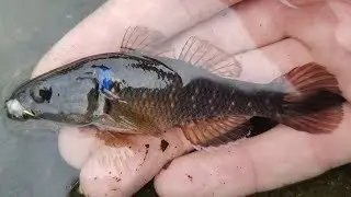 RARE Fish in a DITCH