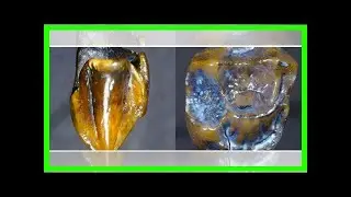 Here's what you need to know about that fossil teeth discovery said to 'rewrite history'