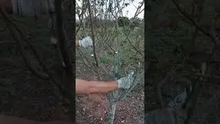Produção de marmelos: poda do marmeleiro em produção