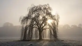 Das Weihnachtsorchester — Komposition 35 | Flöte, Harfe und Streichinstrumente