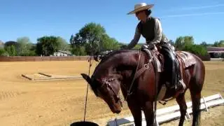 MONTANA ~ ARAB QUARTER HORSE GELDING FOR SALE