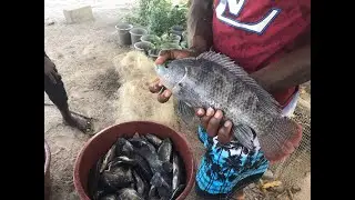 Vente des poissons d'un bassin piscicole hors sol