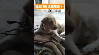 Cute MUKu The Labrador #dog #doglove #shorts