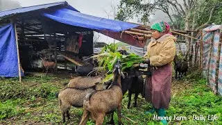 Real Village Life in Vietnam &ndash; Hmong Goats Survive the Cold Season
