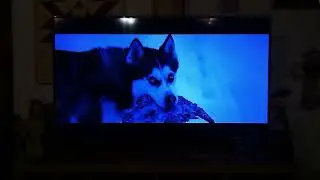 Eight Below Leopard Seal