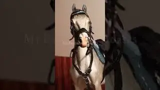 ✨️ Focusss, let's gooo ✨️ || #collecta#horse#лошади#myfavouritehorses