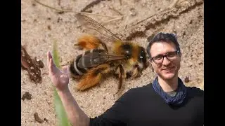 Wildbienen wild vernetzt 03 Lebensraum Sandgrube