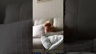 #BoredDog