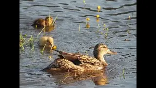Mallard Madness