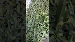 Maguey Papalometl y su producci&oacute;n y sus usos