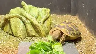 Relax with Janet the Tortoise 🐢 | Lettuce Eating ASMR