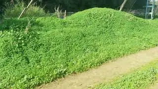 فيديو رقم 9 🎄🎄🌴🌴🍁🍁🎋🎋
