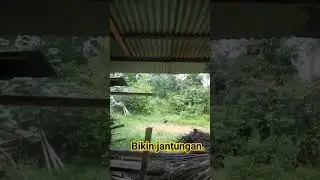 bikin kaget.  #shorts #short #video #viral #hewan