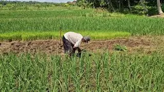INCREDIBLE SMART FARMER PLANTS HUNDREDS OF RICE SEEDLINGS WITHOUT ANY TOOLS! -Agriculture Farming
