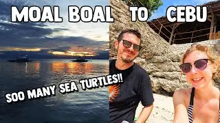 Целый день в Моалбоале (6 морских черепах 🐢!!) и возвращение в Себу, Филиппины.