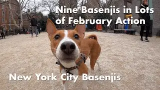 Nine Basenjis in Lots of February Action - New York City Basenji Meetup - 11 February 2024