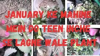 January ke Mahine mein do teen inche se lange wale plant
