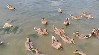 A big group of ducks enjoy the food under the bridge at Shelby farm on a very hot day