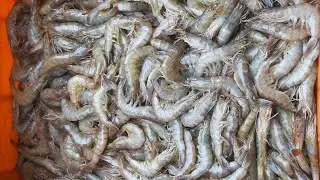 catch the porn......#fish #india #purbamedinipur #village #villagelife
