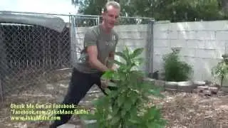 I'm Growing a June Plum Tree
