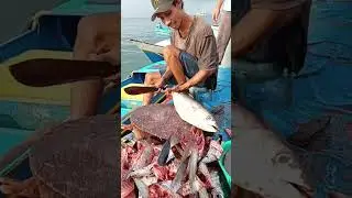 Quick way to split fresh skipjack tuna for grilling #fish #fyp #subscribe #food #localmarket