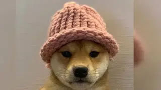 How to buy Dogwifhat token