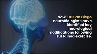 Exercise Boosts Motor Skill Learning Via Changes in Brain&rsquo;s Transmitters