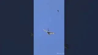 osprey slow motion 4k