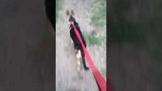 #simba #Simba #morning_walk #walk #gsd #german_shepherd #puppy #puppies