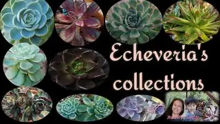 Echeveria's collection with  name|| Jhobelyn Jordan