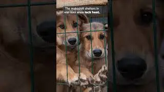 Keep Ukrainian Shelter Pets Warm This Winter