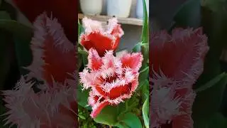 Fringed Tulips | Lovetree 23.7.2023