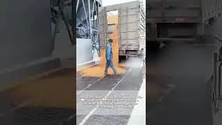 Rice Unloading Genius: This Rope Trick Saves Tons of Grain From Waste!