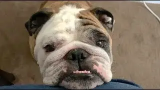 Reuben the Bulldog: Roo's Silver Creator Award