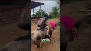 This Thai Boy Rides a Pig to School. 🏫 #shorts