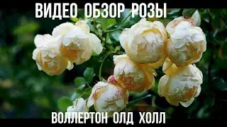 Обзор розы Воллертон Олд Холл  - Wollerton Old Hall ( Austin 2011)