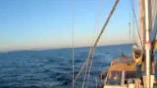 Delfino a prua
