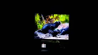 UNIC PROJECTOR 1800 LUMENS HOME CINEMA PROJECTOR BHOPAL CALL ME 8602789262