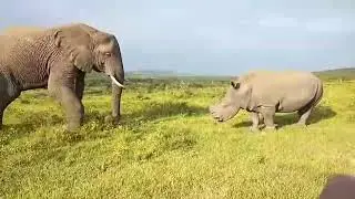 Incredible encounters at Thula Thula